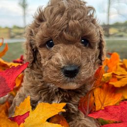 Oakley - Red female Labradoodle puppy in English, Indiana from Doodle Darlings