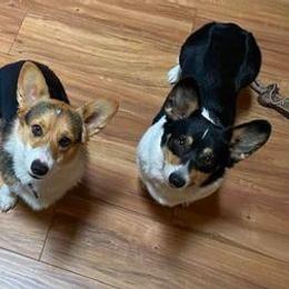 Pembroke Welsh Corgis from Wise Corgis