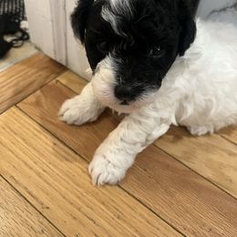 TBD - Black male Havapoo puppy in Cadillac, Michigan from Growing by 4 Paws Doodles Cadillac