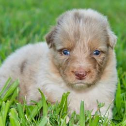 Poppy - Red merle female Australian Shepherd puppy in Star City, Arkansas from Blush & Lace Aussie Co.