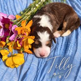 Tilly - Tri-color female Bernedoodle puppy in Burbank, Ohio from Berns & Doodles