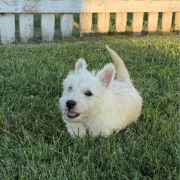 Wheaten boy 1 - Wheaten male Scottish Terrier puppy in Nickelsville, Virginia from Pecan Creek