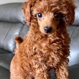Poodles from Michigan Mini & Toy Red Poodles