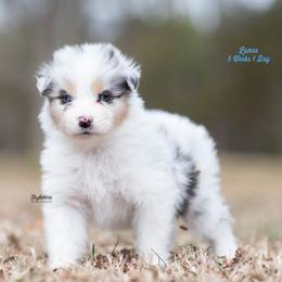 Lumen - Blue merle male Australian Shepherd puppy in Woodford, Virginia from Skyborne Australian Shepherds