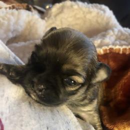 Thelma - Black sabled fawn female Chihuahua puppy in Amelia, Virginia from Pannell’s Precious Pups