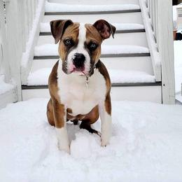 American Bully Puppies from Night Court Bullies