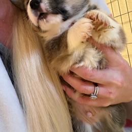 Chestnut - Sable male Pembroke Welsh Corgi puppy in Atascadero, California from California Corgis and Kunes