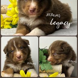 1 Legacy - Red tri-color male Australian Shepherd puppy in Huntington, Texas from JKKJ Farms, LLC