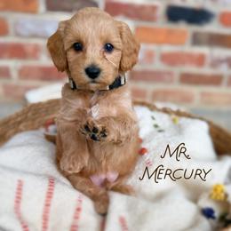 Mr. Mercury - Apricot male Goldendoodle puppy in Sacramento, California from Dandy Doodles Goldendoodles