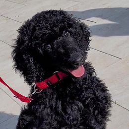 Poodle Puppies from Serendipite Poodles