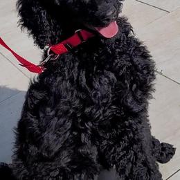 Poodle Puppies from Serendipite Poodles