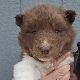 Girl 4 - Red and white female Siberian Husky puppy in Terre Haute, Indiana from April's Huskies