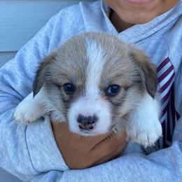 Stella - Red female Pembroke Welsh Corgi puppy in Urbana, Ohio from Edgewood Farm and Kennel