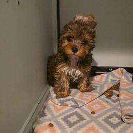 Nash - Gold male Yorkshire Terrier puppy in Clermont, Florida from Bella's Prissy Butts