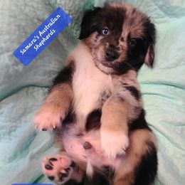 Green - Blue merle male Australian Shepherd puppy in Pemberville, Ohio from Samara's Australian Shepherds
