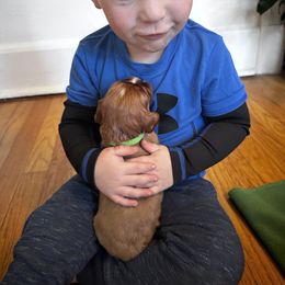 Cavalier King Charles Spaniel Puppies from Sweet Southern Cavaliers and Frenchies