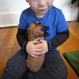 Cavalier King Charles Spaniel Puppies from Sweet Southern Cavaliers and Frenchies