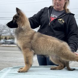 German Shepherd Puppies from Karma Kennels
