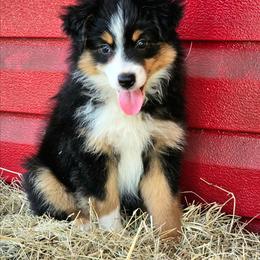 Peaches - Black tri female Miniature Australian Shepherd puppy in Dunnellon, Florida from Ever After Mini Aussies
