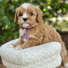 Cotija - Apricot female Cavapoo puppy in Palm Beach County, Florida from Benji’s Cockapoos