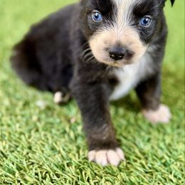 Tri male - Black tri male Miniature Australian Shepherd puppy in Lemon Cove, California from Magic Ranch Mini Aussies