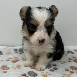 Rocky (fluffy) - Black and tan male Pembroke Welsh Corgi puppy in Waco, Texas from The Comma Corgis