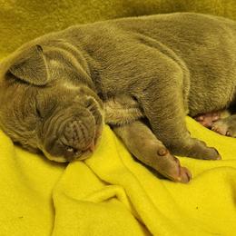 Phoebe - Silver female Great Dane puppy in Towaco, New Jersey from MommaDukes Danes