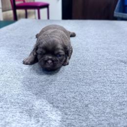 Bonbon - Chocolate female Shih Tzu puppy in Toccoa, Georgia from Shorkie & Shih Tzu Haven