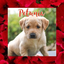 Petunia - Yellow Labrador Retriever puppy in Atwater, California from Black Cloud Kennels