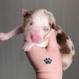 Canyon - Red merle male Australian Shepherd puppy in Georgetown, Texas from River Reign Australian Shepherds