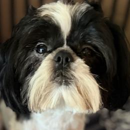 Snoop - Shih Tzu