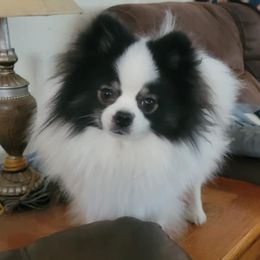 Tinker - Pomeranian