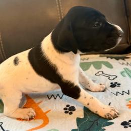 Johanna - Black and white female German Shorthaired Pointer puppy in Hot Springs, Virginia from Thunder Mountain Gun Dogs