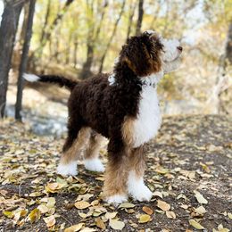Bernedoodle All Grown Up from Gentle Giants Doodle Co.