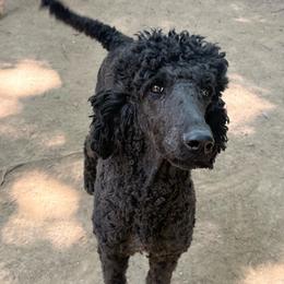 Pegasus - Poodle