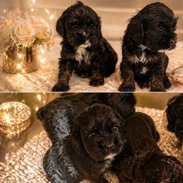 Baby boy number one - Black and tan male Cocker Spaniel puppy in Renton, Washington from Cam’s Cockers