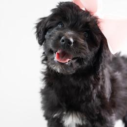 Karen - Black and white female Aussiedoodle puppy in Jackson, Tennessee from Dinah Doodles and Aussies