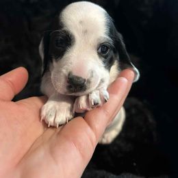 Nova - Piebald female Dachshund puppy in Paducah, Kentucky from Donette's Doxies