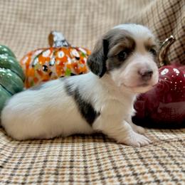 Male blue and tan pie bald longhair - Piebald male Dachshund puppy in Andalusia, Alabama from Sweet Home Alabama Dachshunds