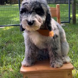 Gravy - male Australian Mountain Doodle puppy in Claremont, North Carolina from Magnolia Grove Farms