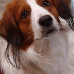 Nederlandse Kooikerhondjes from Noble Pines Kooikerhondjes