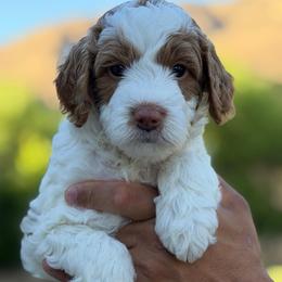 Back street boy - Parti male Goldendoodle puppy in Yuciapa, California from AlltheDoodlez_