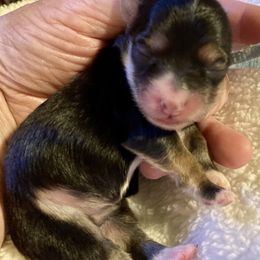 Maltipoo, Morkie, and Yorkipoo Puppies from Danza Bolo