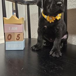 Cane Corso Puppies from Carrie Brown's Cane Corsos