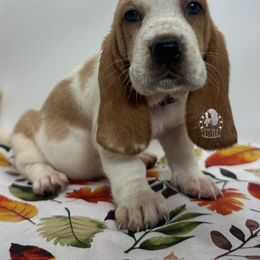 Freida - Lemon and white female Basset Hound puppy in Dingess, West Virginia from Tuckers' Howling Hounds