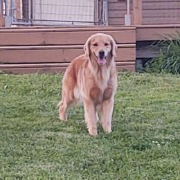 Briar - Golden Retriever