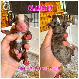 Clarinet - Blue merle female Bernedoodle puppy in Banner Elk, North Carolina from Walnut Tree Bernedoodles
