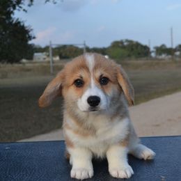 Kiara - Red female Pembroke Welsh Corgi puppy in Edna, Texas from MG Corgis