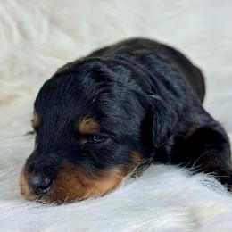 BPM1 - Black phantom male Aussiedoodle puppy in Prague, Oklahoma from Classic K9’s  Aussies & Doodles