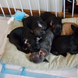 French Bulldog Puppies from Fair Oaks Frenchies